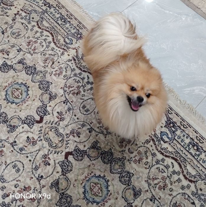 Продам померанского шпица