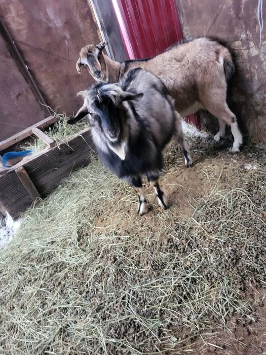 Продам козла  породы