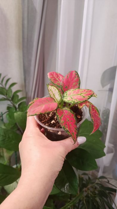 Продам комнатные цветы