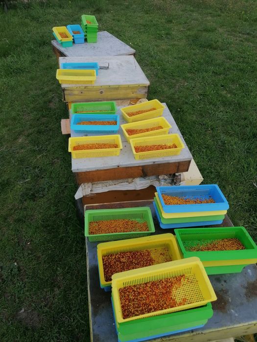 Polen crud ecologic.