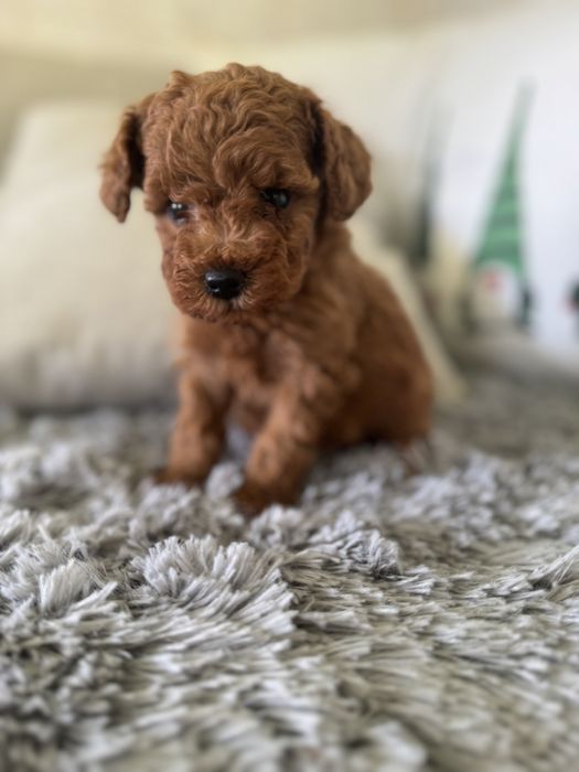 Пудел мини мини