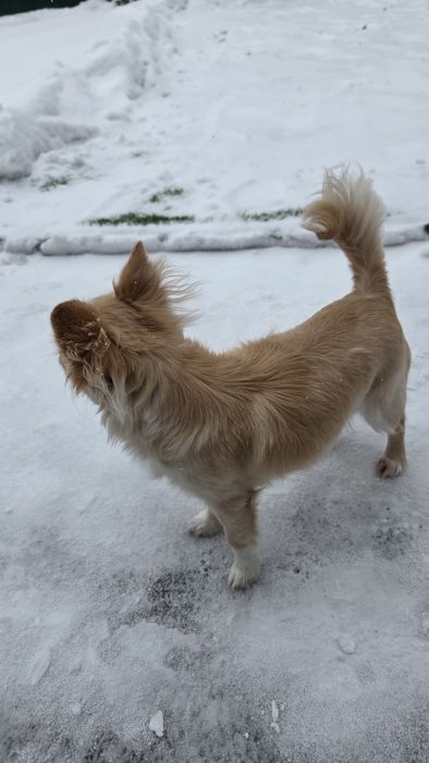 Продам щинка Чихуахуа