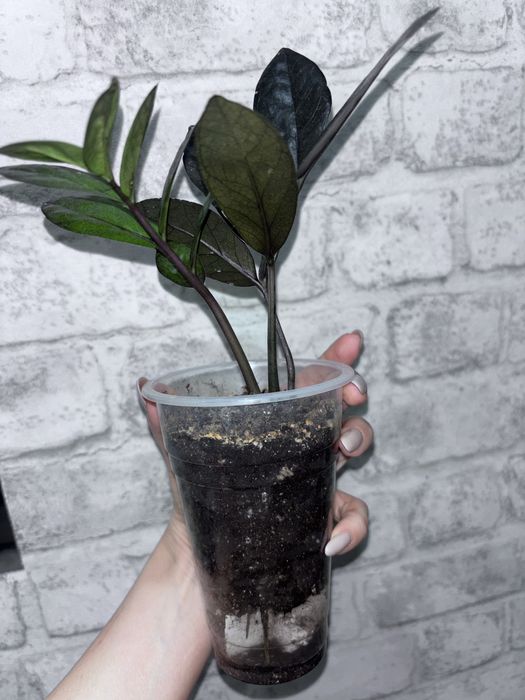 Спатифилум Равен Долларовое дерево