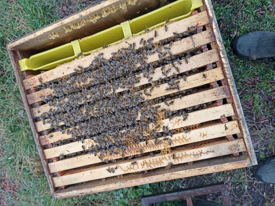 Vând stupină jud Botoșani