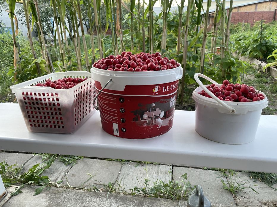 Продам боярышник