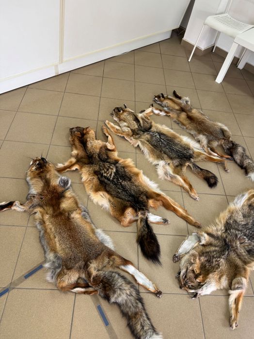 Кожа на чакал уникат