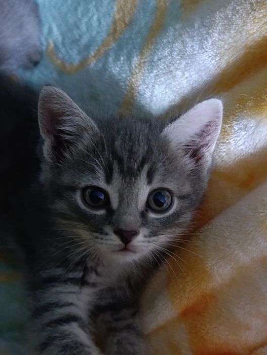 Ищем дом для спасённых малышей.