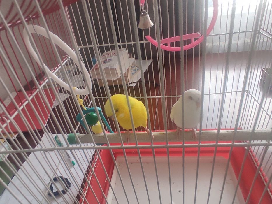 Продам попугаев в добрые руки