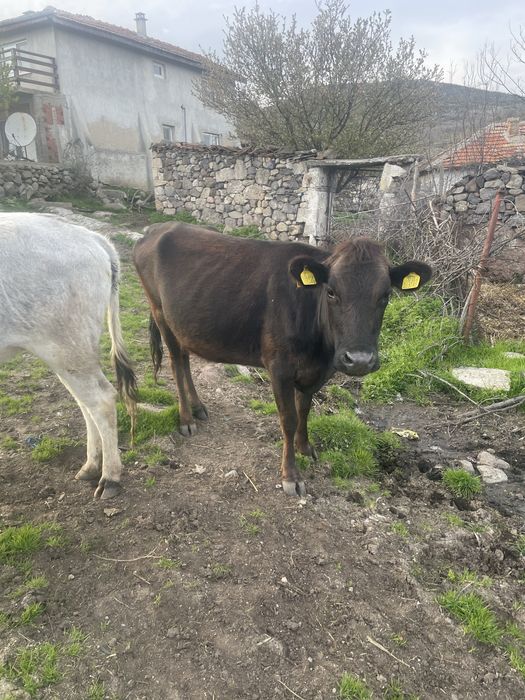 Продавам Крави юници за  курбан