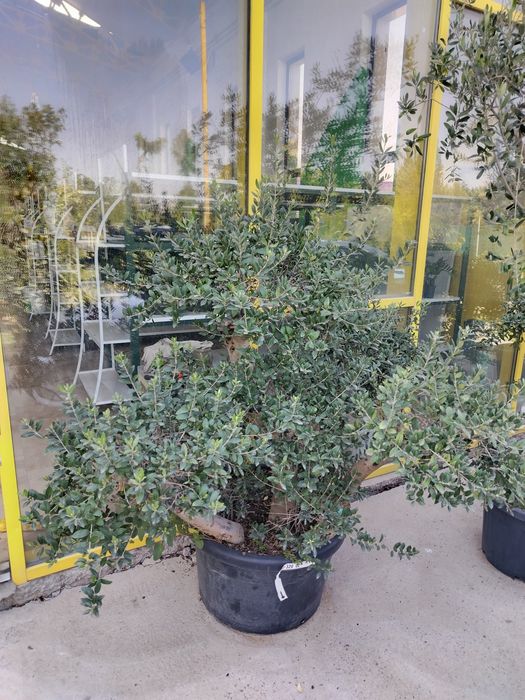 Бансай оливковое