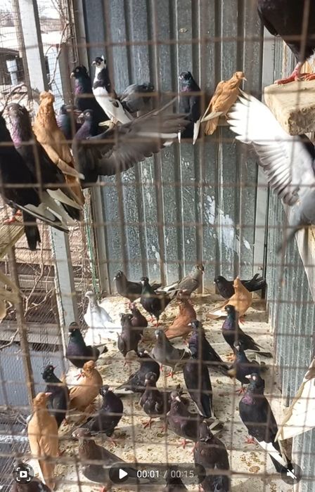 Голуби на продажу город Шымкент