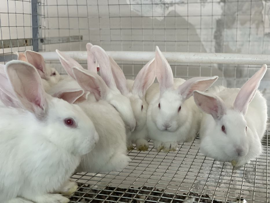 хиколь кролики (HIKOL)