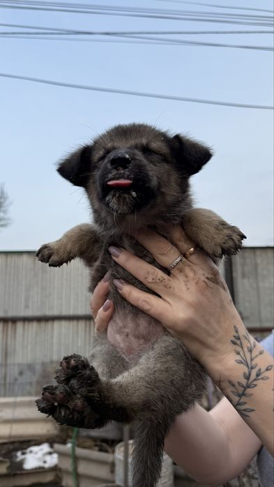 Отдам Щенят в хорошие руки!