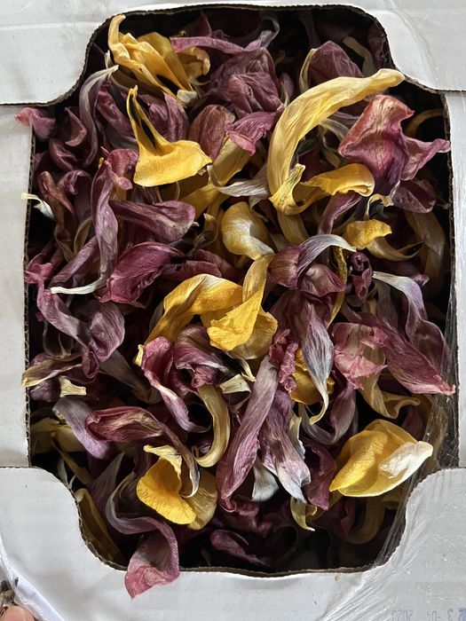 Ветки разные Пни, пеньки Ива Матсудана