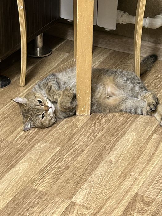 Отдам кошку в добрую семью