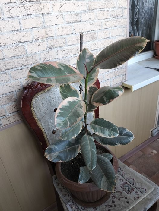 Комнатные цветы для дома и офиса