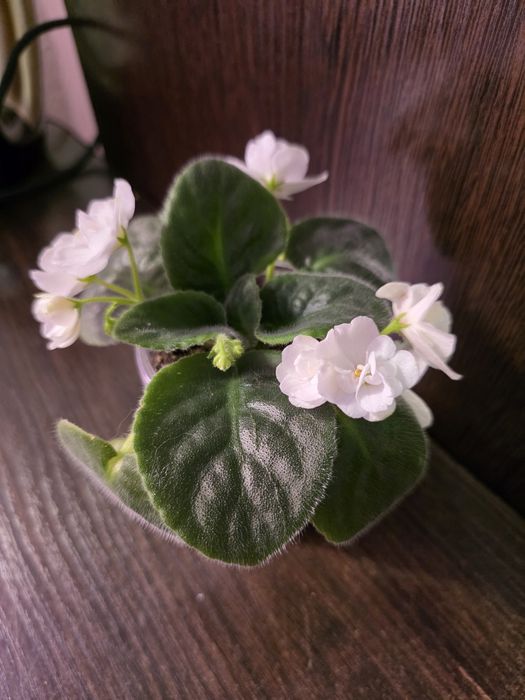 Фиалки белые. Продам.