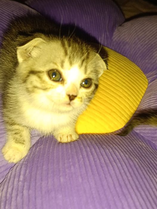 Веслоухие котята