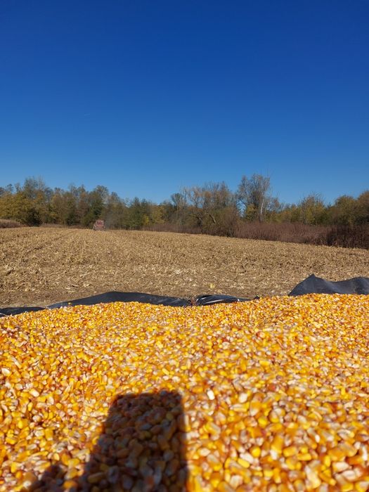 Vând  porumb  preț 1.2 lei