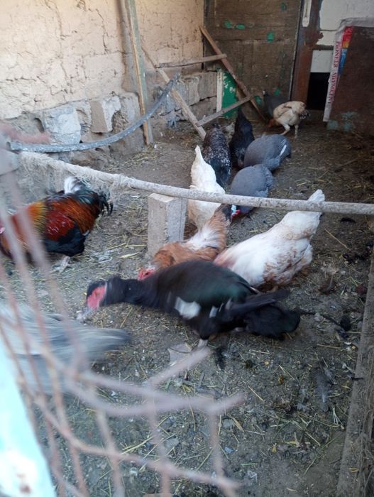 Тауық тауық тауық тауық