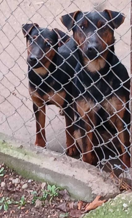 Немски ловен териер - чистокръвно