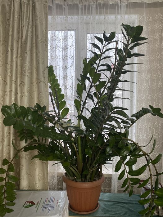 Продам растение замиокулькас