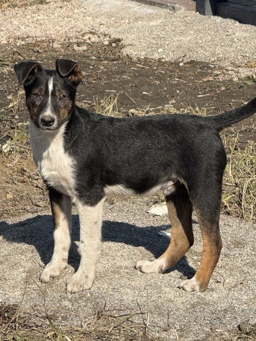 Мальчишка в хорошие руки