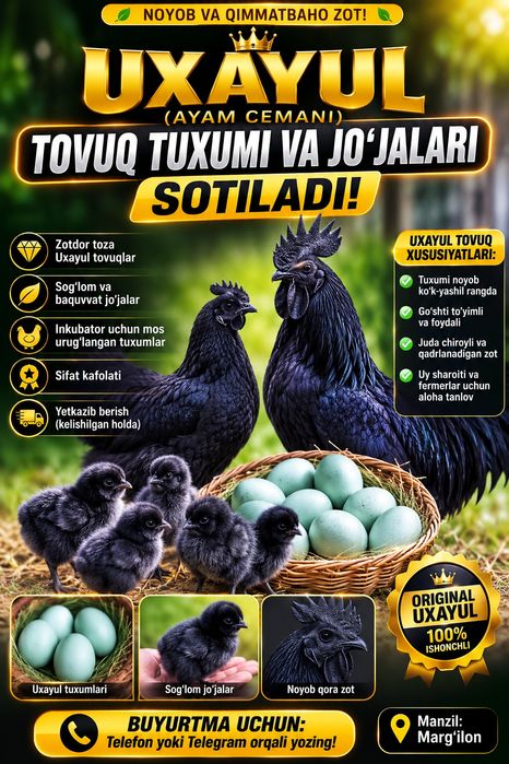 uxayul tovuq tuxumlari sotiladi