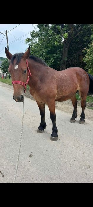 Vând manz de 2 ani la 170 înălțime