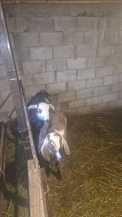 Англо нуби ешкілер сатылады