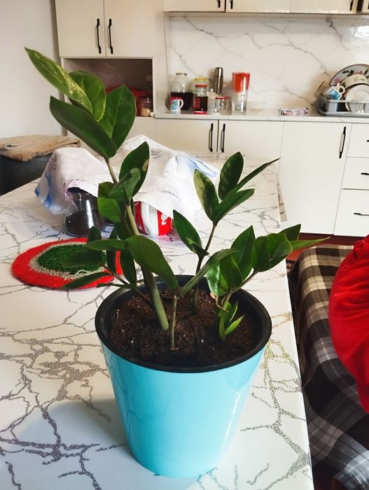 Ақша шақыратын Доллар гүлдер!