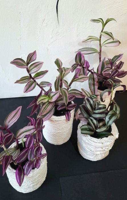 Tradescantia in ghiveci confectionat manual