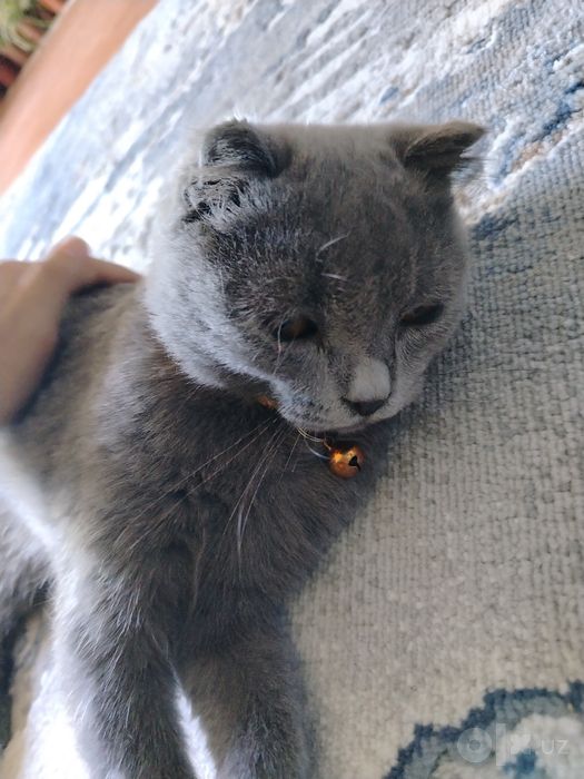 Продаются кошка.