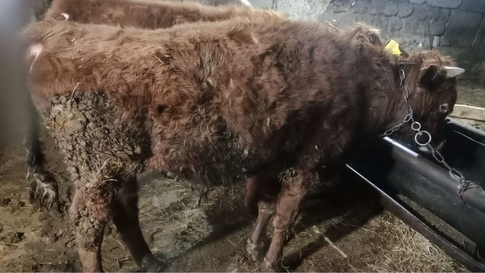 Продам бычки годововалный