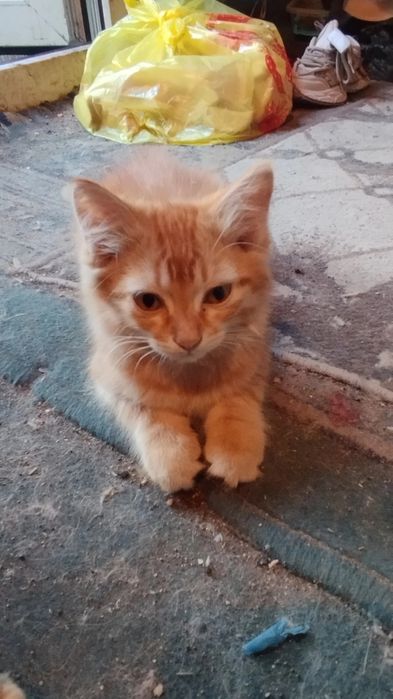 Отдам котят в добрые руки