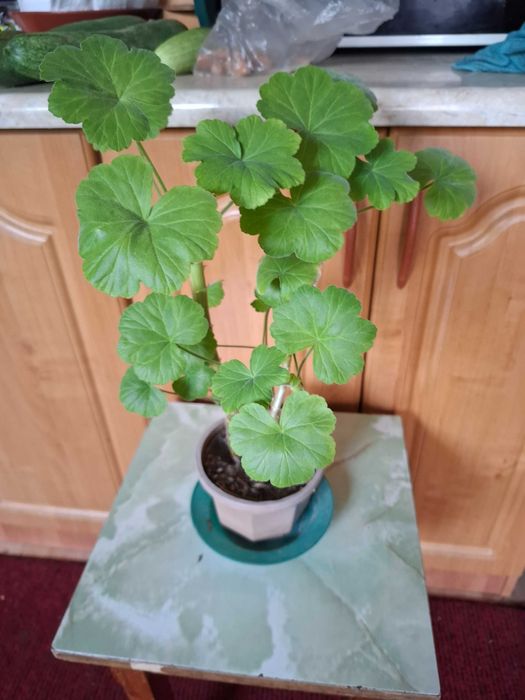 Комнатные цветы  разные