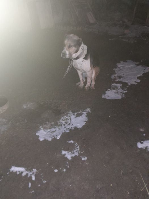 Қазақы төбет сатылады