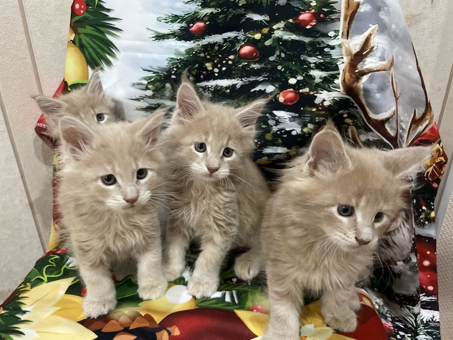 Продаются котята мейн кун