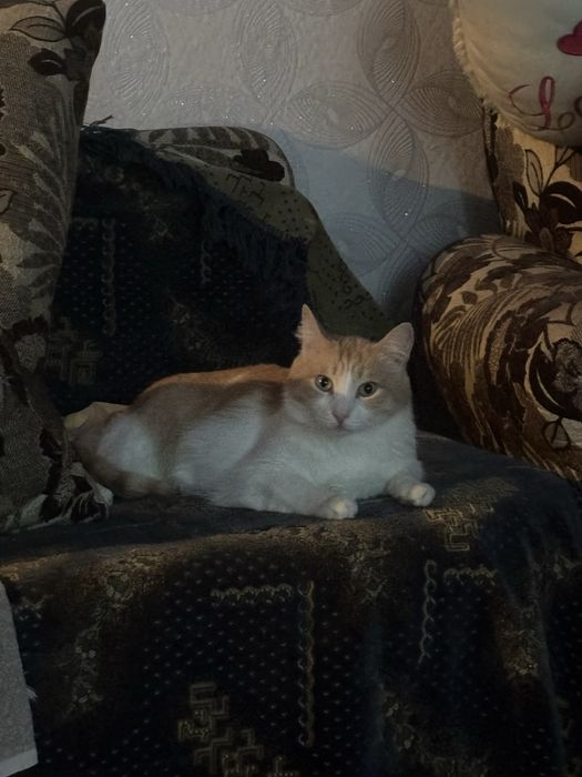Котик ищет новый дом