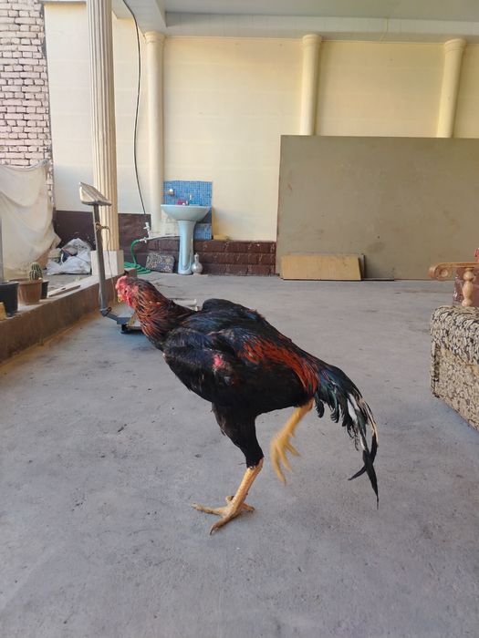 Апрельский дакан 5 кг