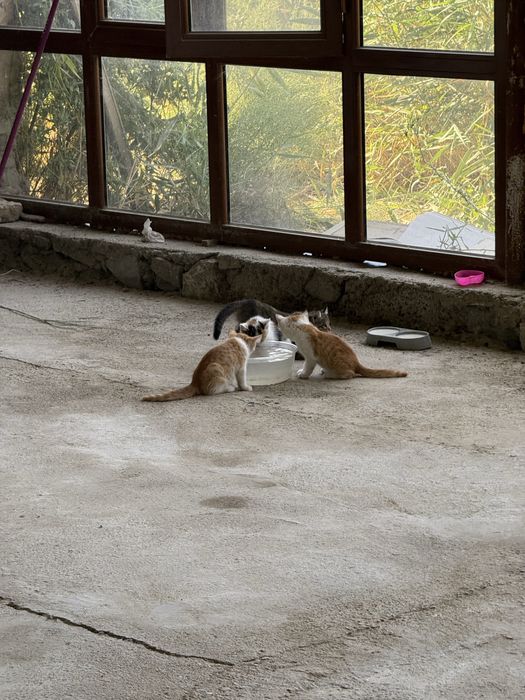 Котята 2,5 месяца бесплатно