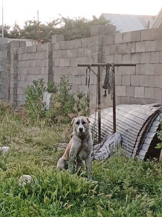 Алабай төбет кушвк
