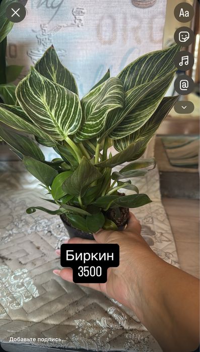 Комнатные цаеты для дома и офиса