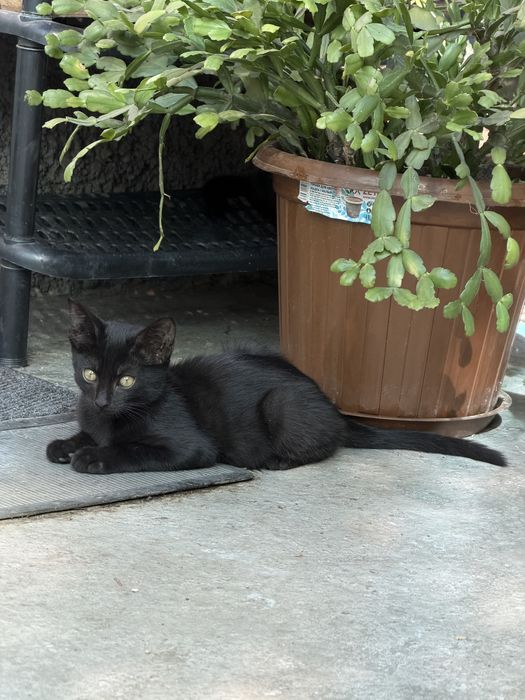 Отдам котят мышеловы