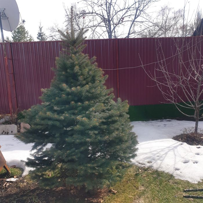 Продам ели голубые