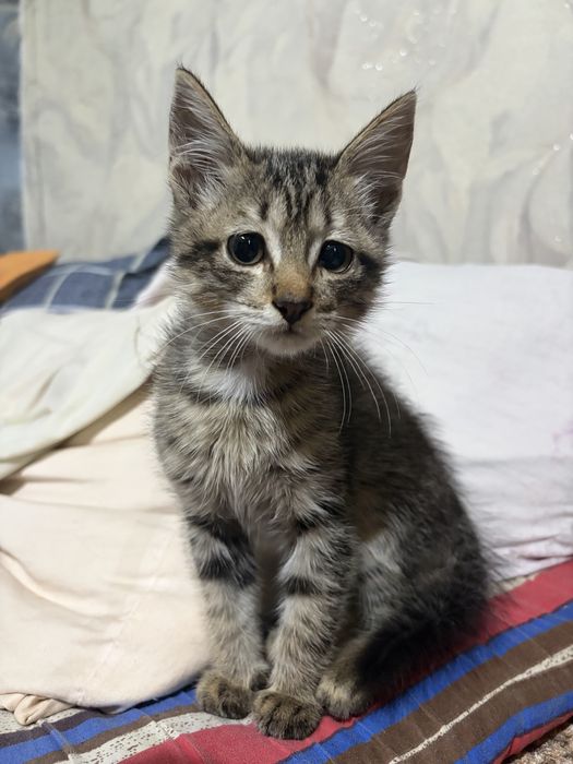 Отдам котенка в хорошие руки