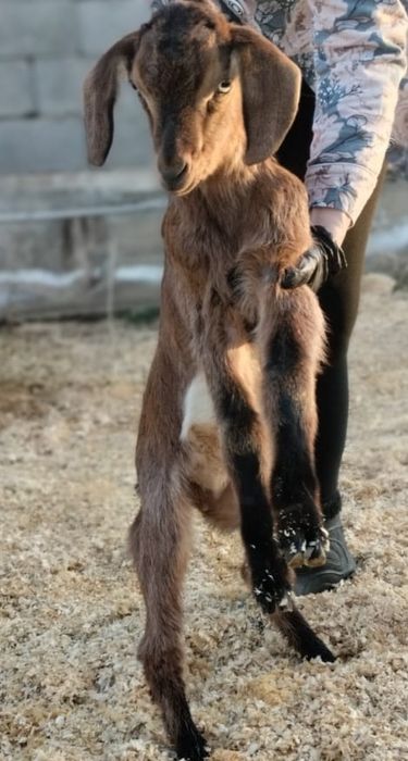 Породистые козлики