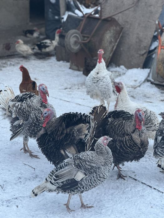 Gâște si Curci de vanzare