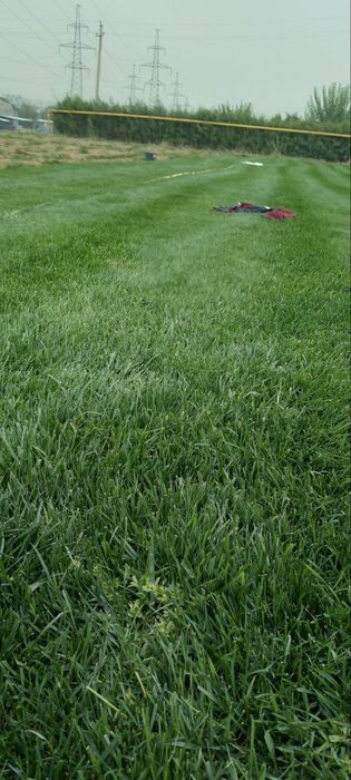 Dekaratevni daraxtlar gular