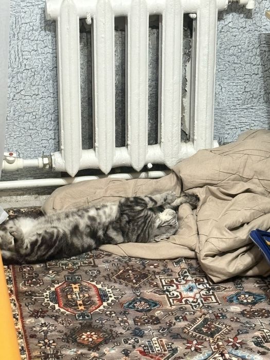 Продам шотландского кота